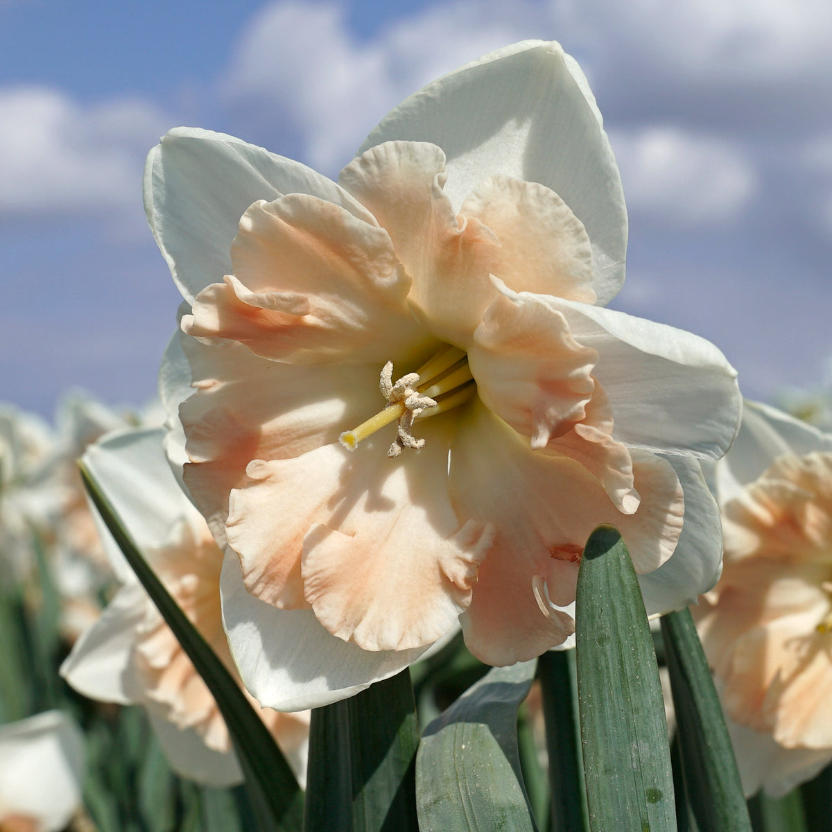 Diversity - Split-cupped narcis - Fluwel