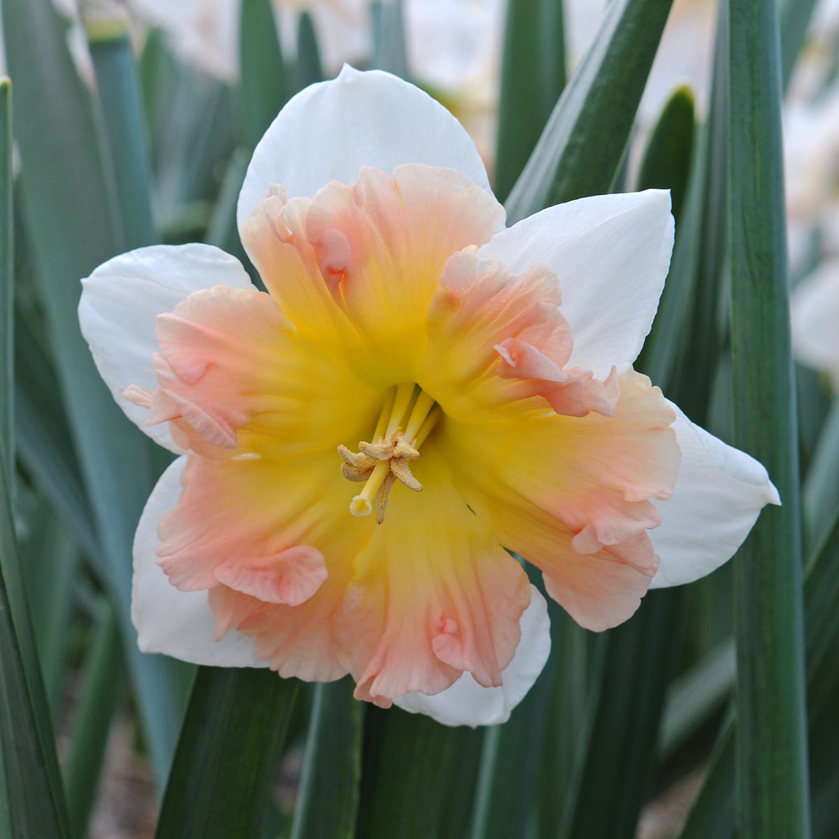 Diversity - Split-cupped narcis - Fluwel