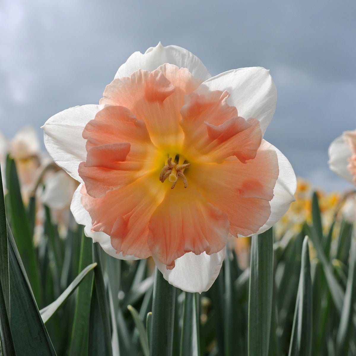 Diversity - Split-cupped narcis - Fluwel