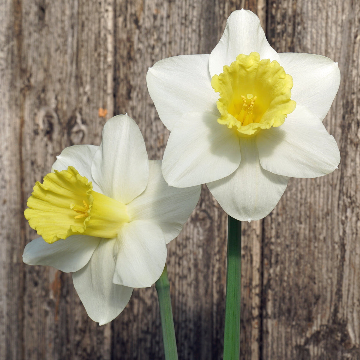 Doctor Bill - wit-gele Trumpet narcis - Fluwel