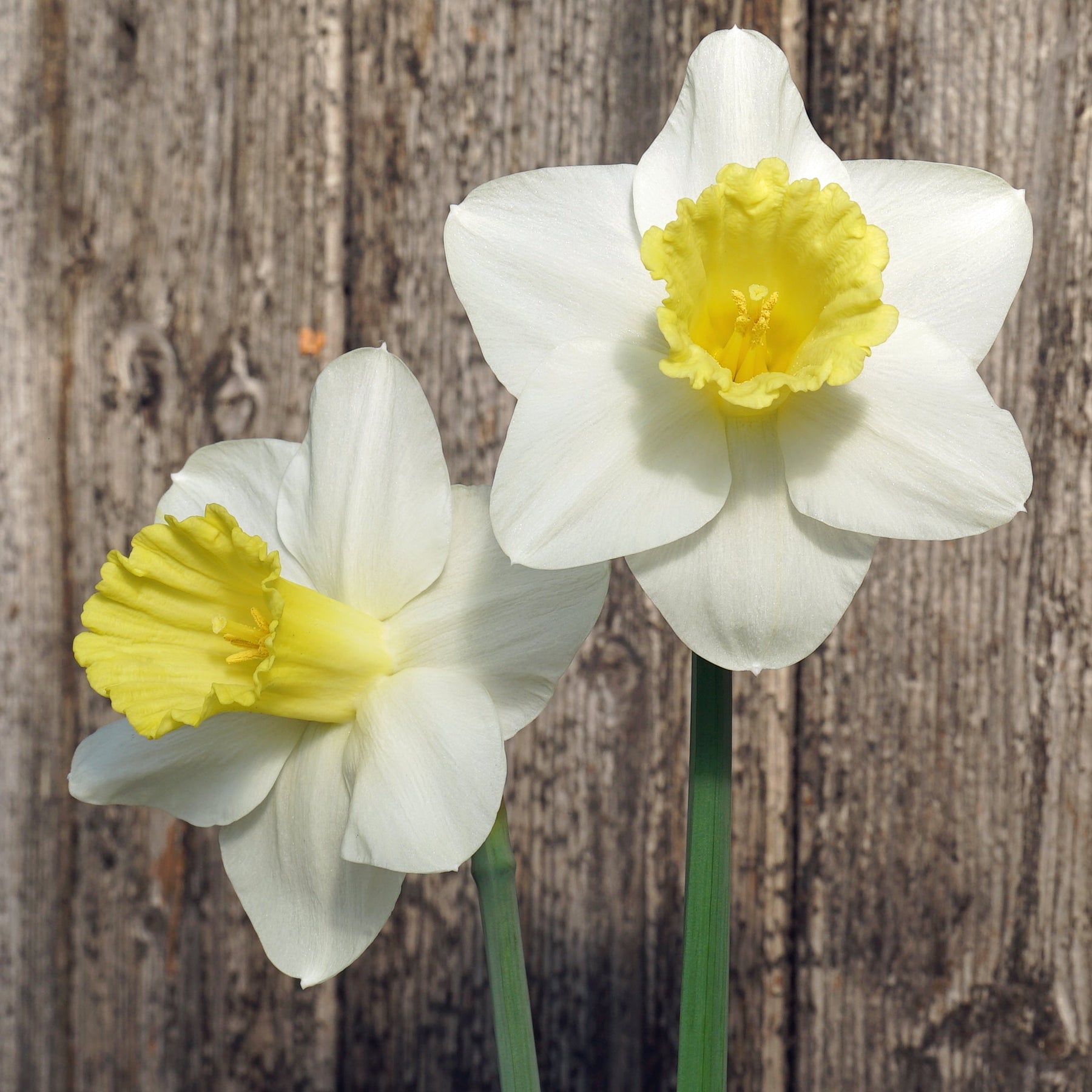 Doctor Bill - Special Narcissus - Fluwel