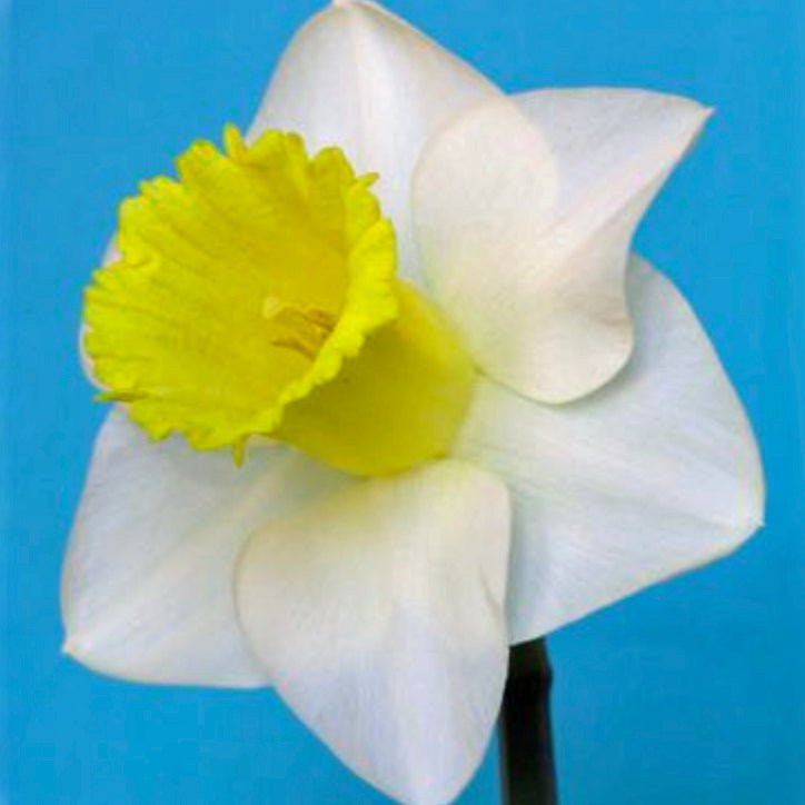 Doctor Bill - Special Narcissus - Fluwel
