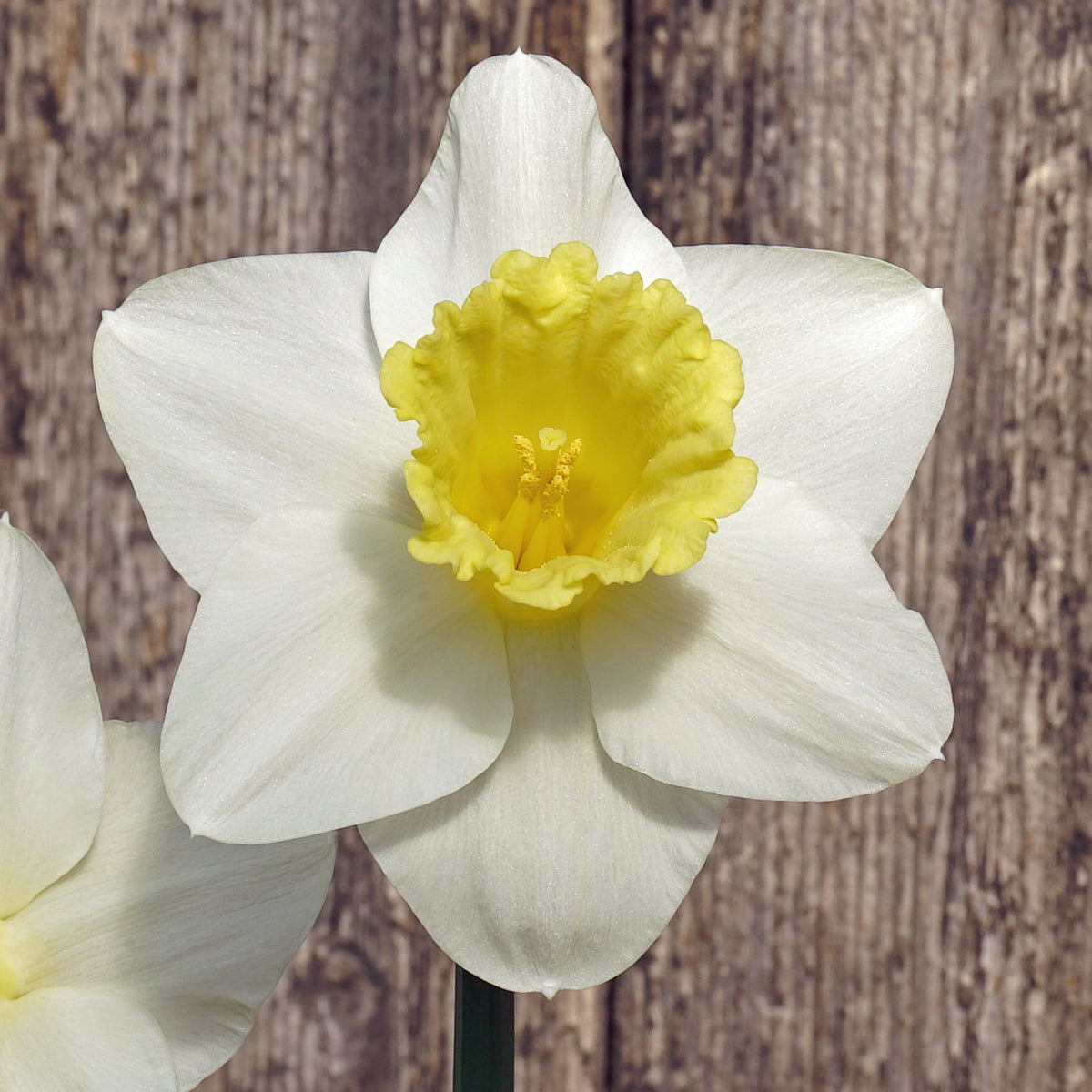 Doctor Bill - wit-gele Trumpet narcis - Fluwel