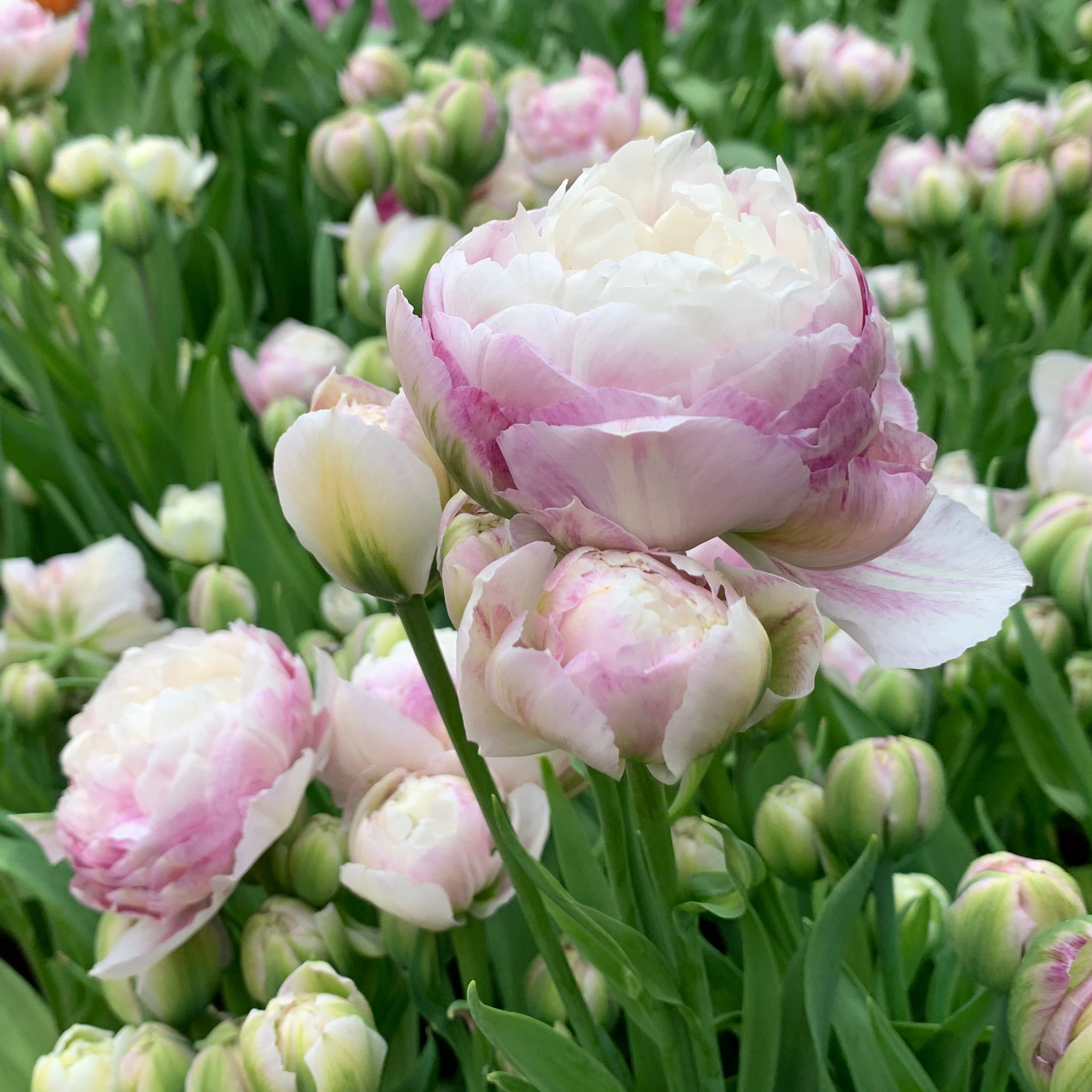Double Surprise - Tulips - Fluwel