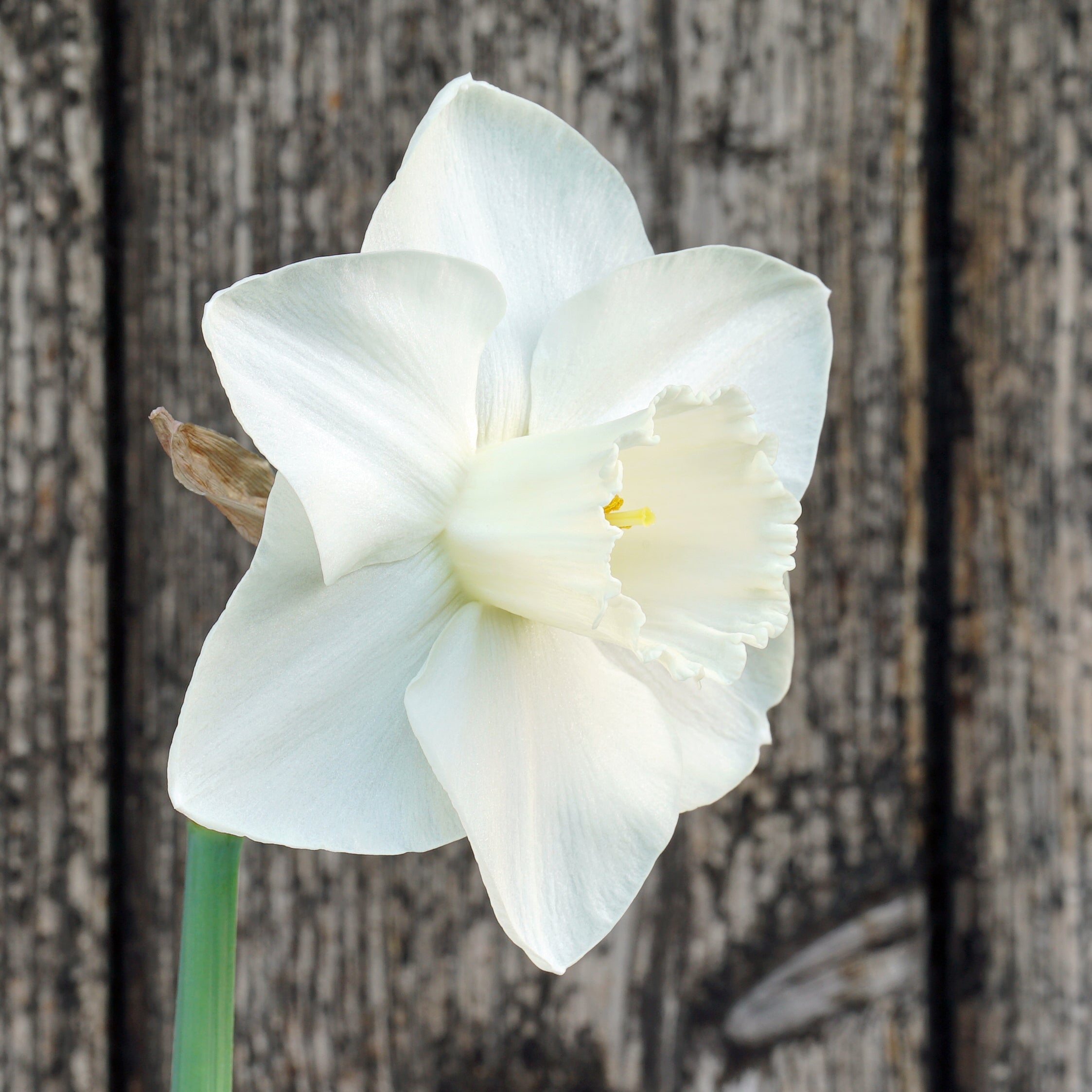 Dust Up - witte Large-cupped narcis - Fluwel