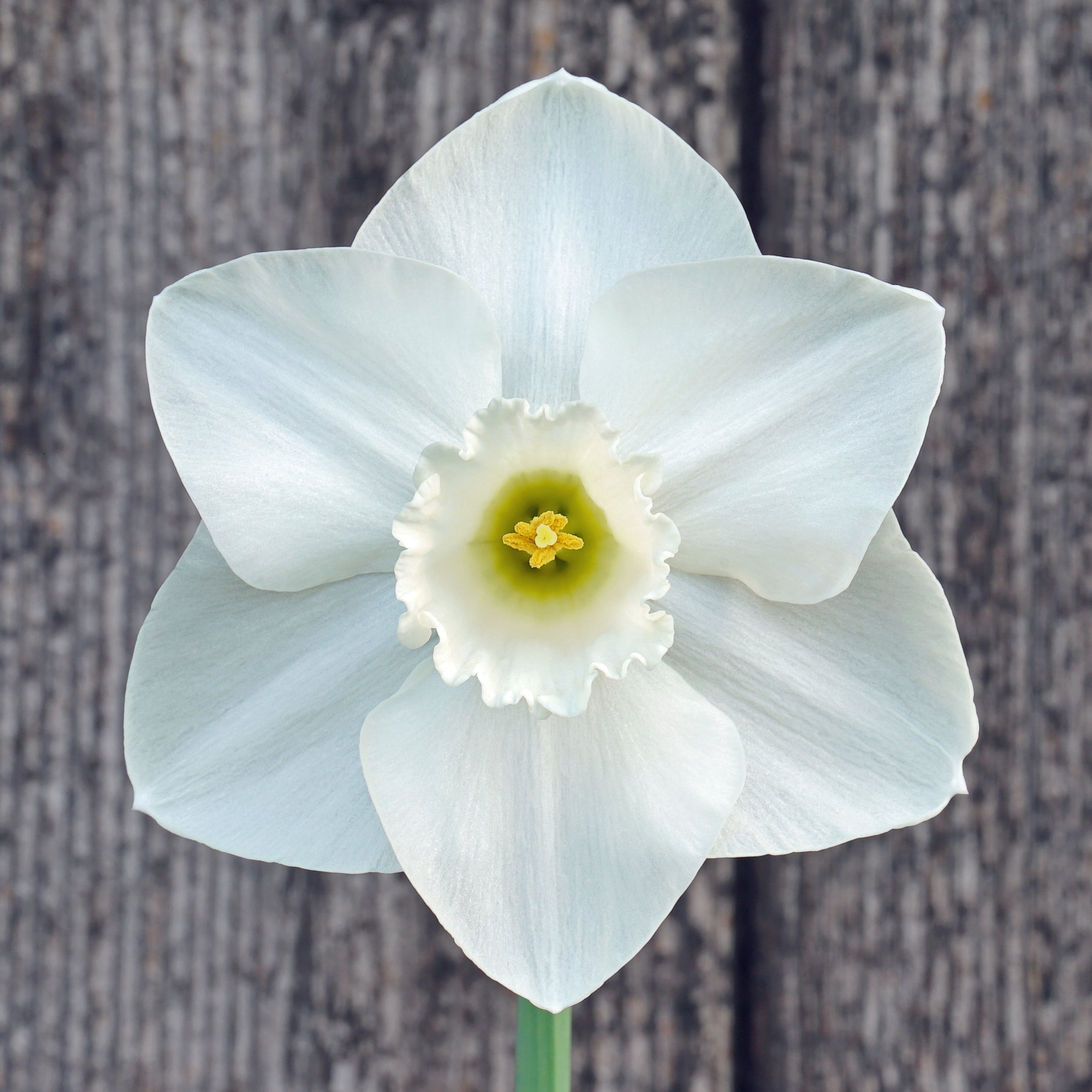 Dust Up - witte Large-cupped narcis - Fluwel