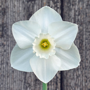 Dust Up - Special Narcissus - Fluwel