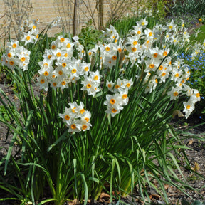Early Splendour - Special Narcissus - Fluwel