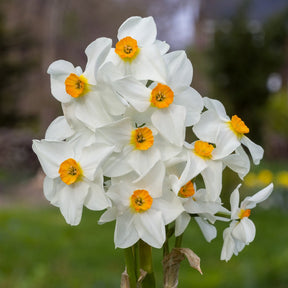 Early Splendour - Special Narcissus - Fluwel