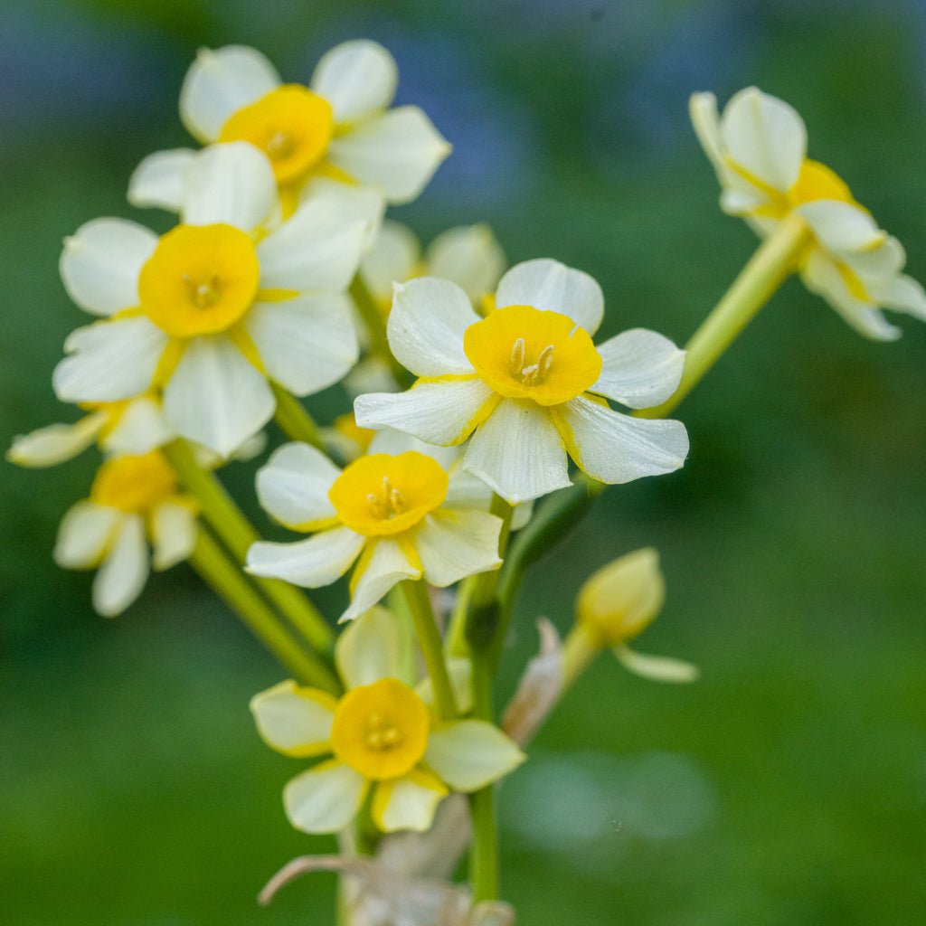 Edged in Gold - wit-gele Jonquilla narcis - Fluwel