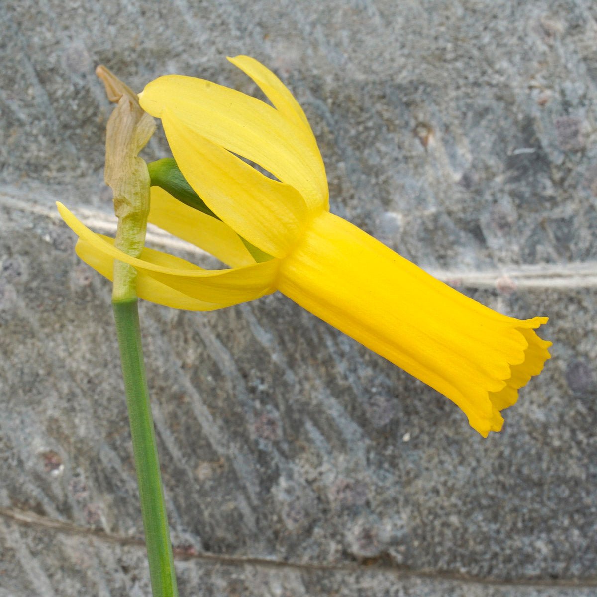 Englander - gele Cyclamineus narcis - Fluwel