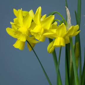 Eric's Choice - Special Narcissus - Fluwel
