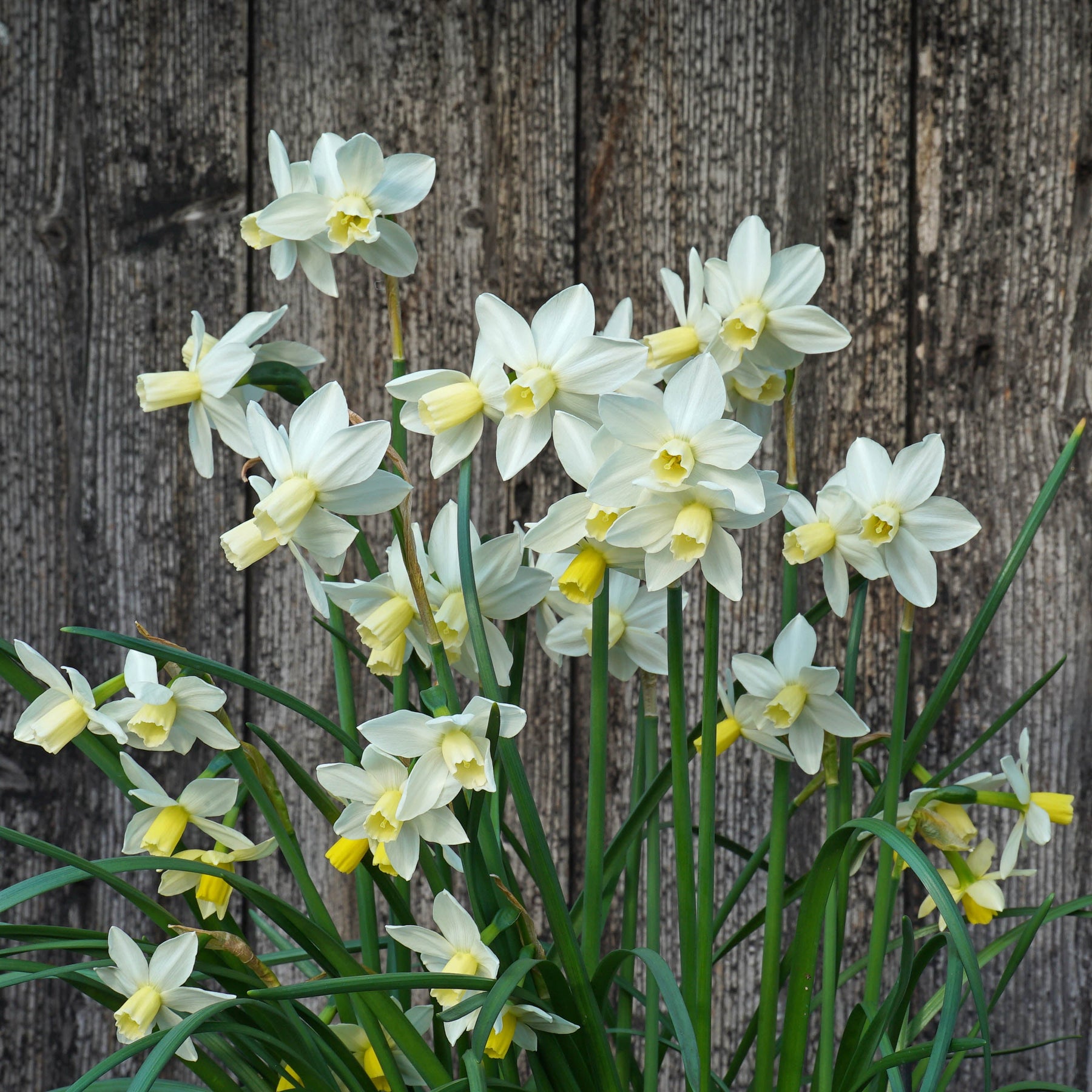 Espresso - Special Narcissus - Fluwel
