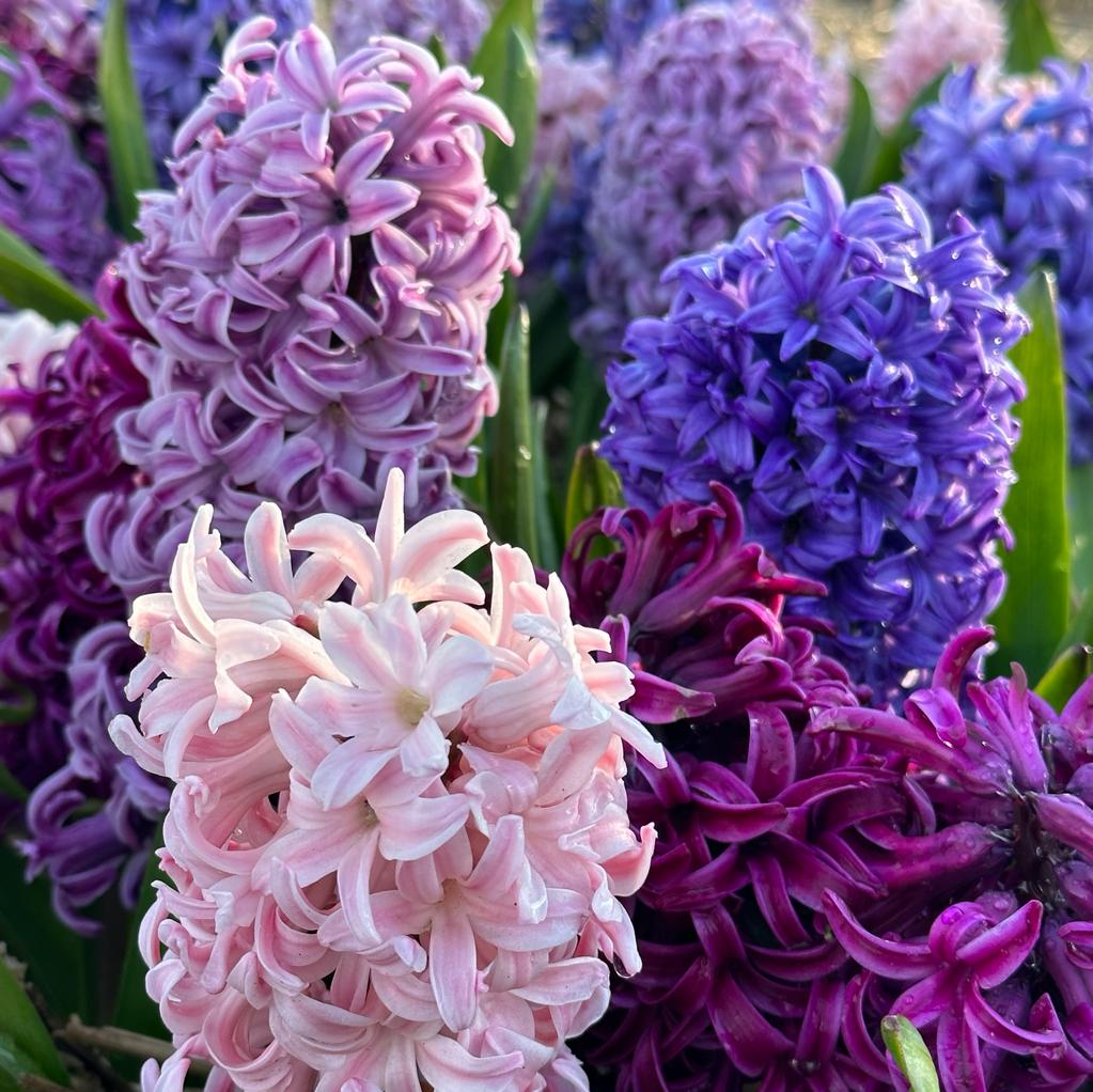 Etouffee™ - Mixes - Fluwel