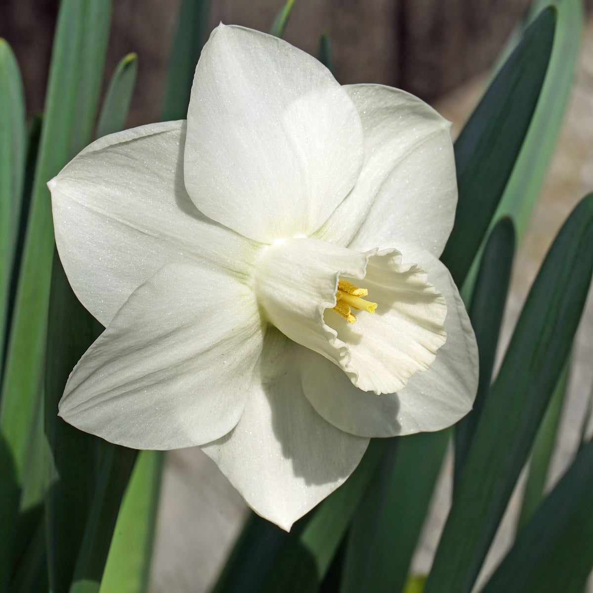 Eve Robertson - witte Large-cupped narcis - Fluwel