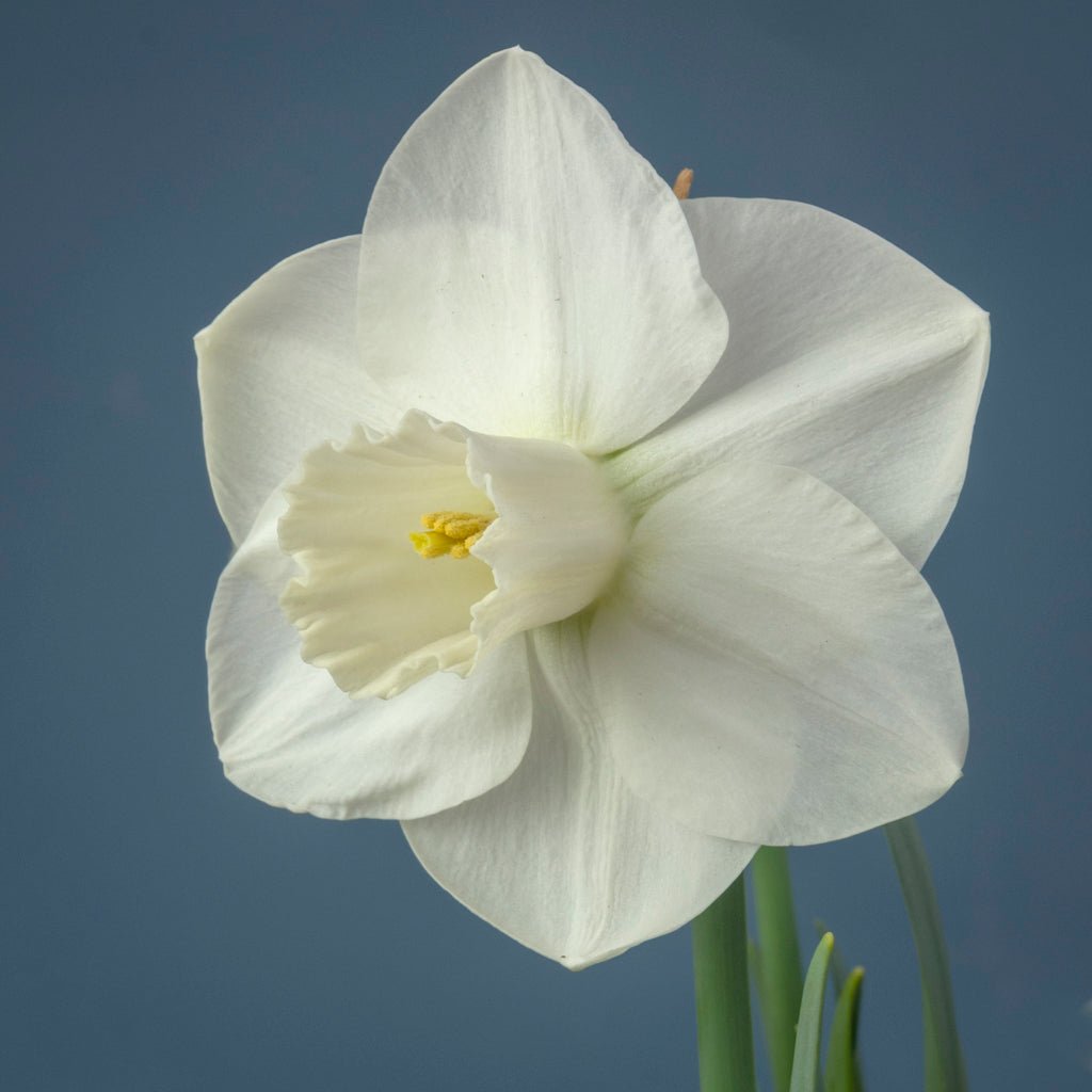 Eve Robertson - Special Narcissus - Fluwel