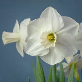 Eve Robertson - Special Narcissus - Fluwel
