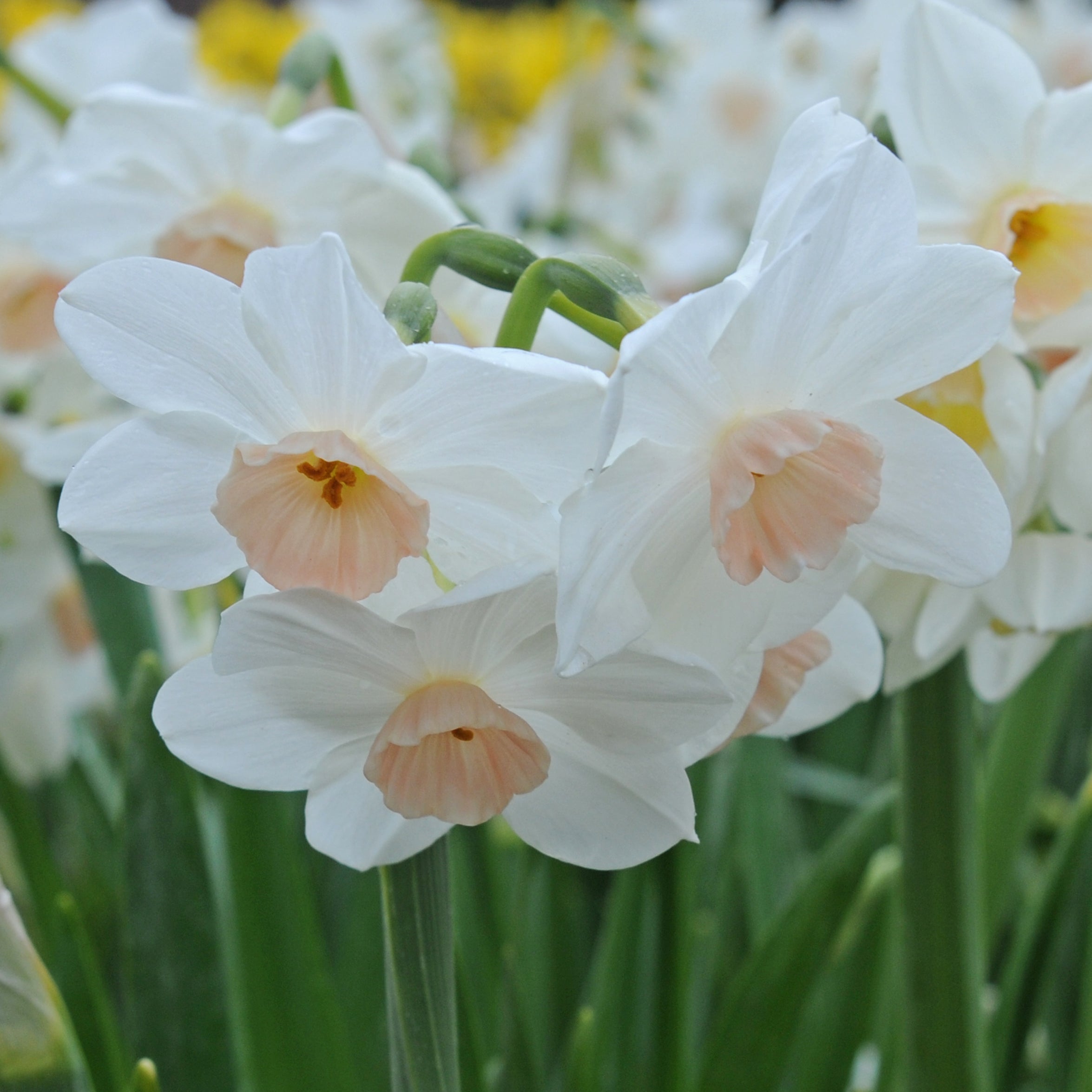 Fencourt Jewel - Special Narcissus - Fluwel