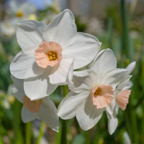 Fencourt Jewel - Special Narcissus - Fluwel