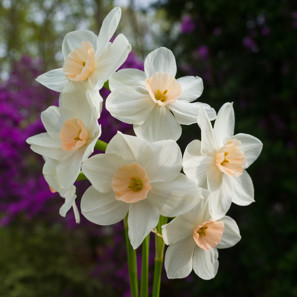 Fencourt Jewel - Tazetta narcis - Fluwel
