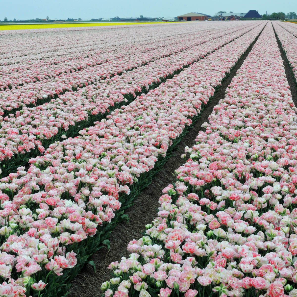 Finola - Tulips - Fluwel