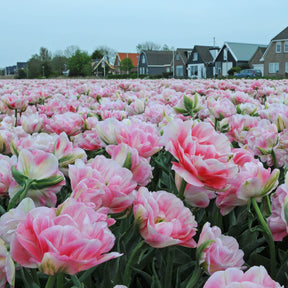 Finola - Tulips - Fluwel