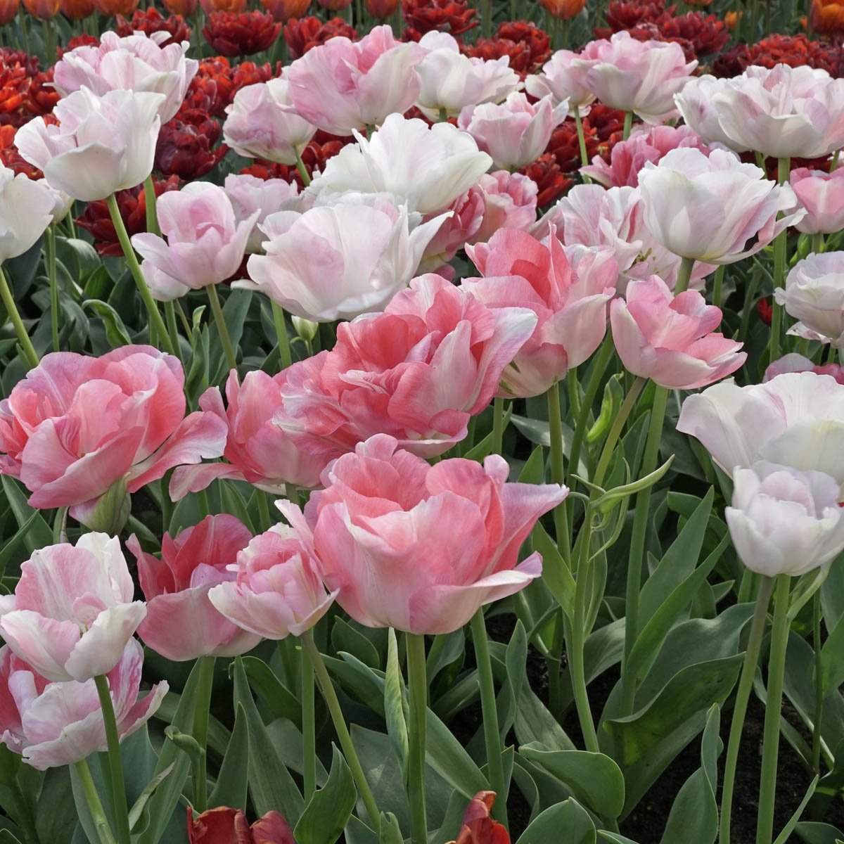 Finola - Tulips - Fluwel