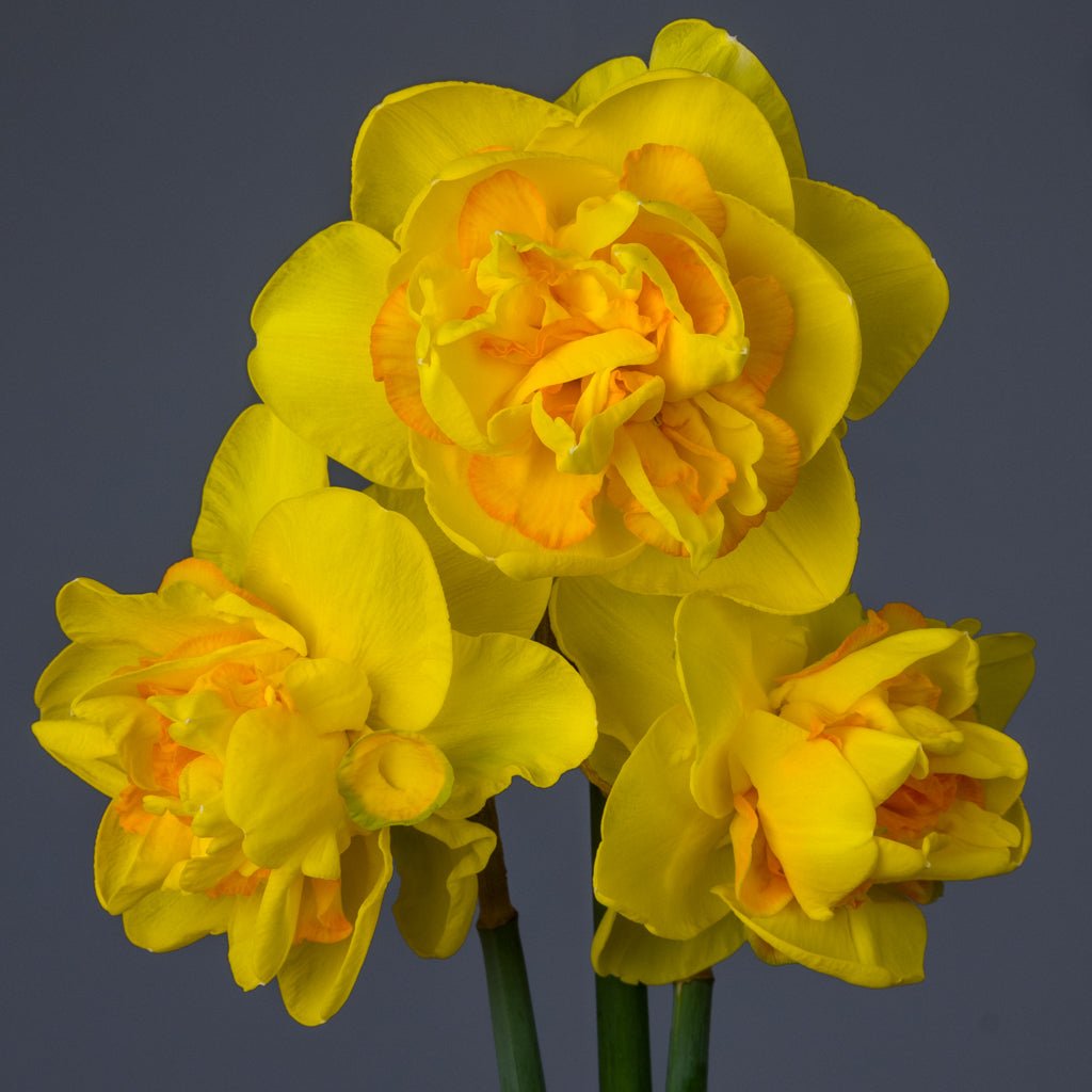 First Team - Special Narcissus - Fluwel