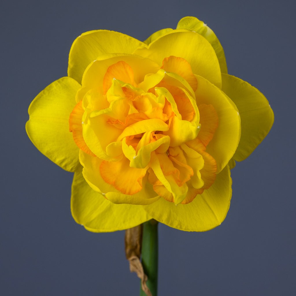 First Team - Special Narcissus - Fluwel