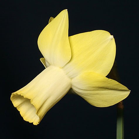 Flight Path - geel-witte Cyclamineus narcis - Fluwel