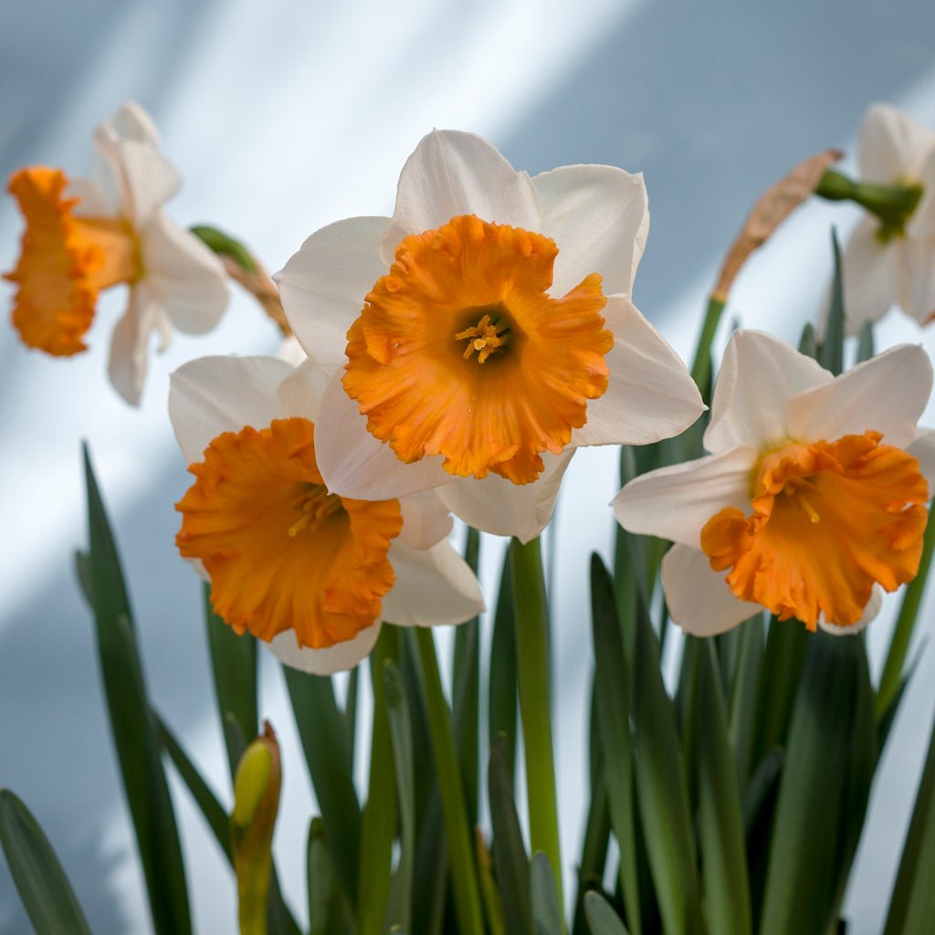 Flügelhorn - wit-oranje-rode Large-cupped narcis - Fluwel