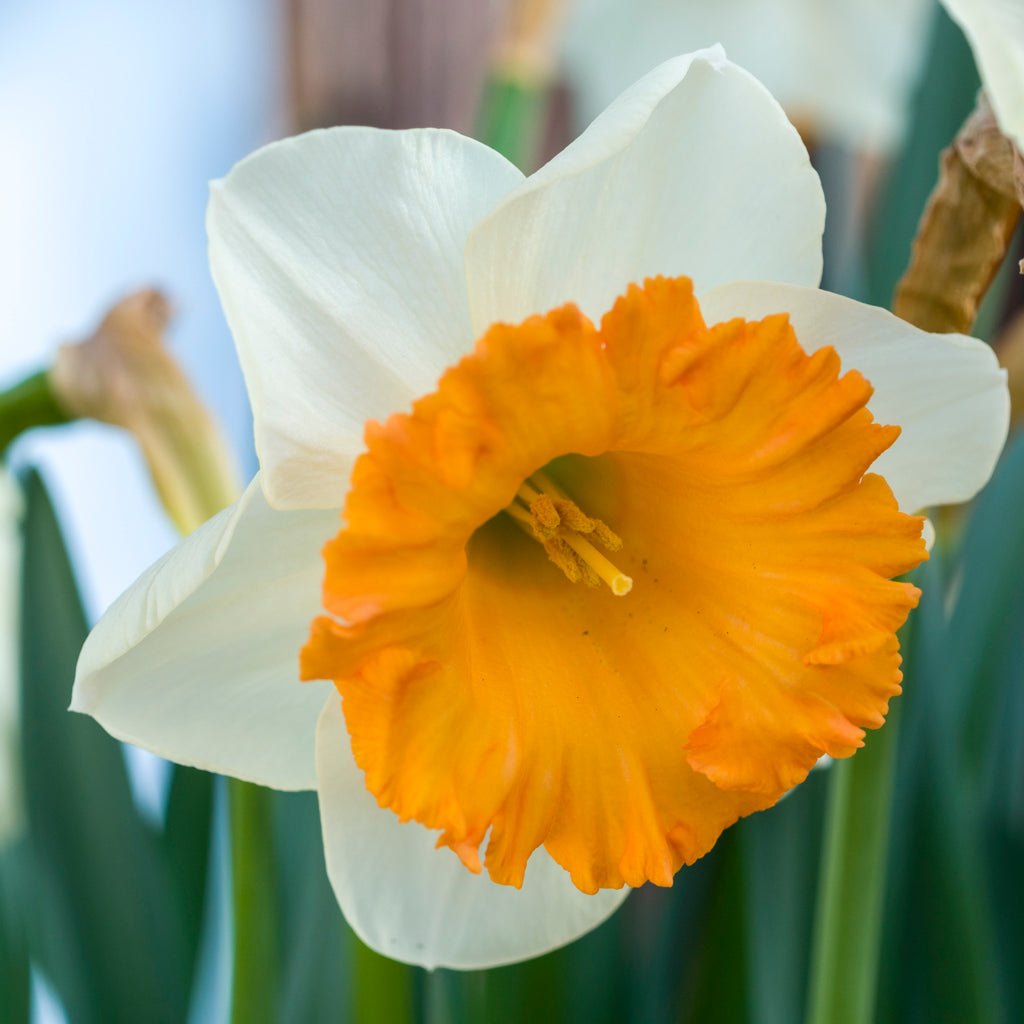 Flügelhorn - wit-oranje-rode Large-cupped narcis - Fluwel