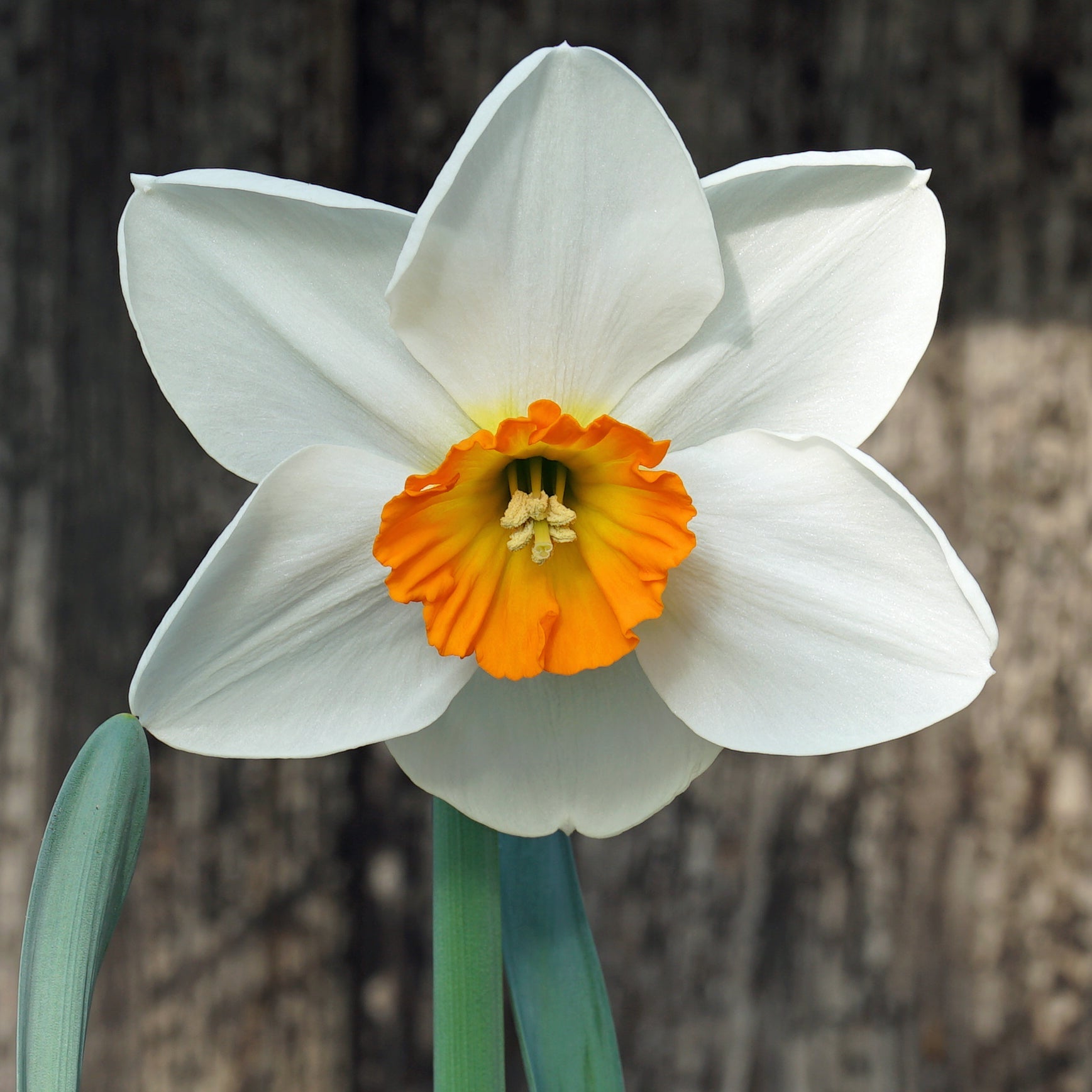 Flying High - wit-oranje-rode Small-cupped narcis - Fluwel