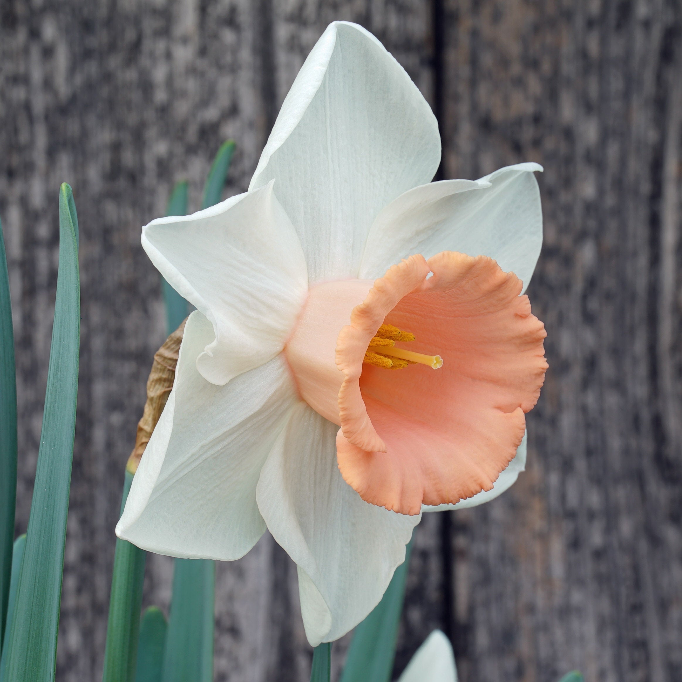 French Kiss - Large-cupped narcis - Fluwel