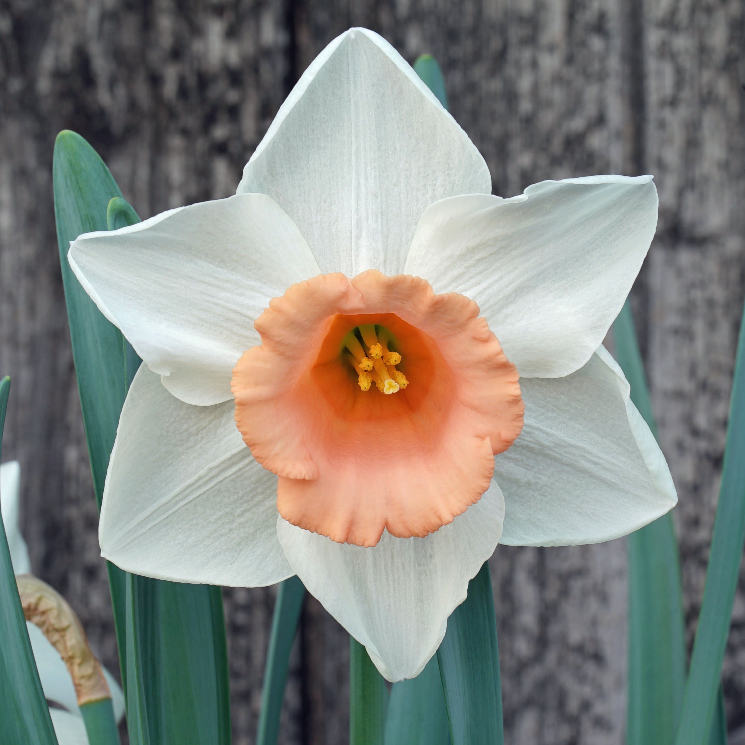 French Kiss - Large-cupped narcis - Fluwel