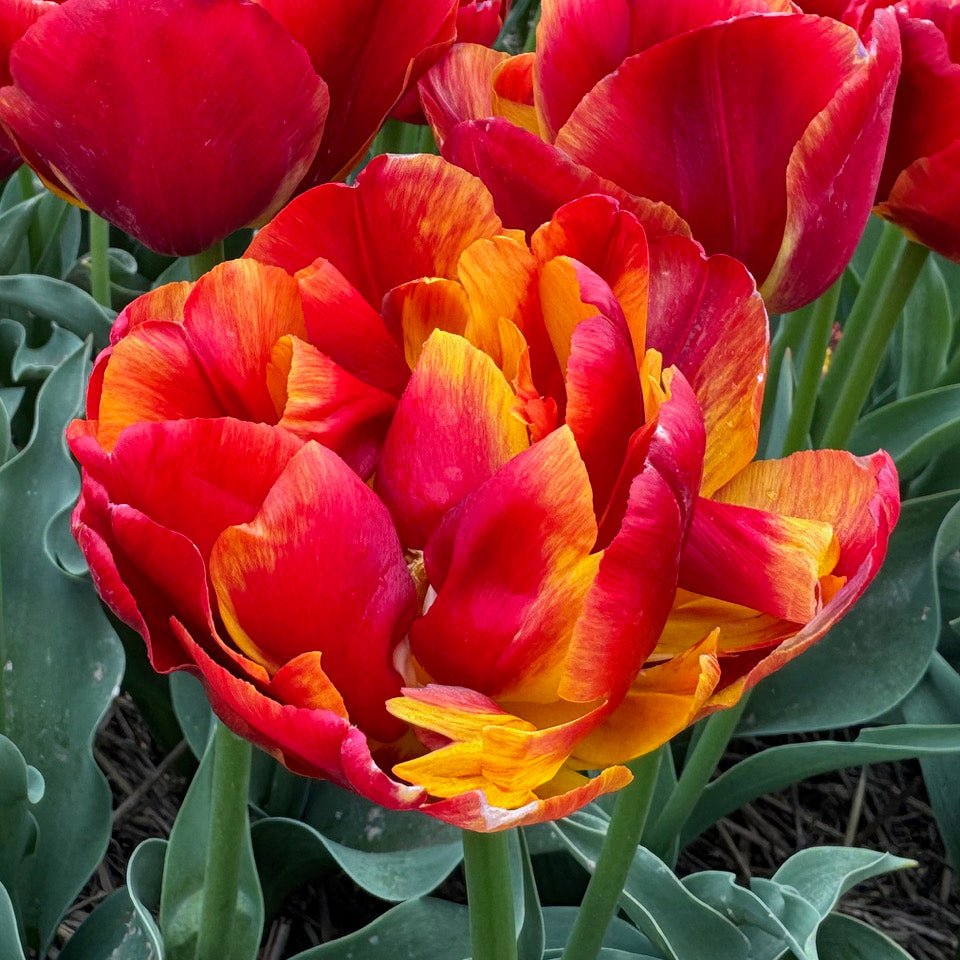 Furiosa - Tulips - Fluwel
