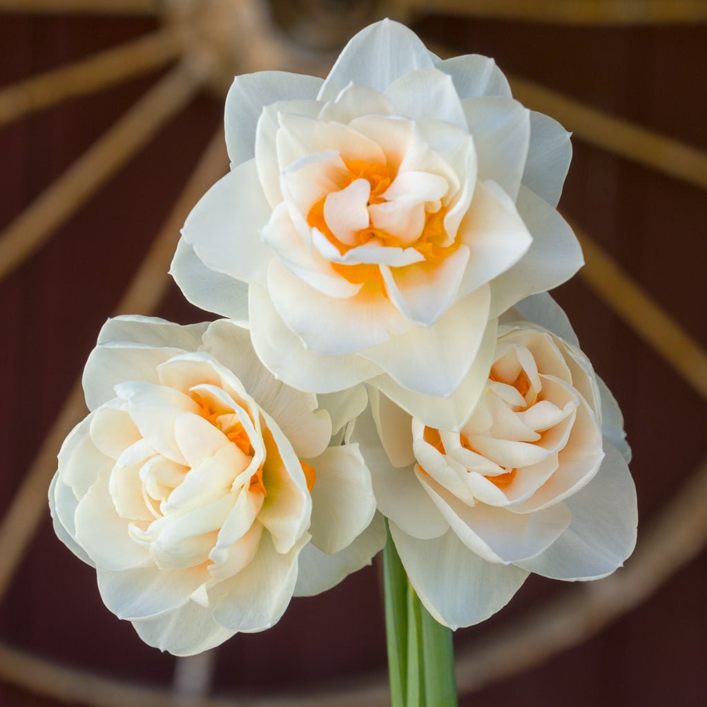 Gay Kybo - meerkleurige narcis - Fluwel