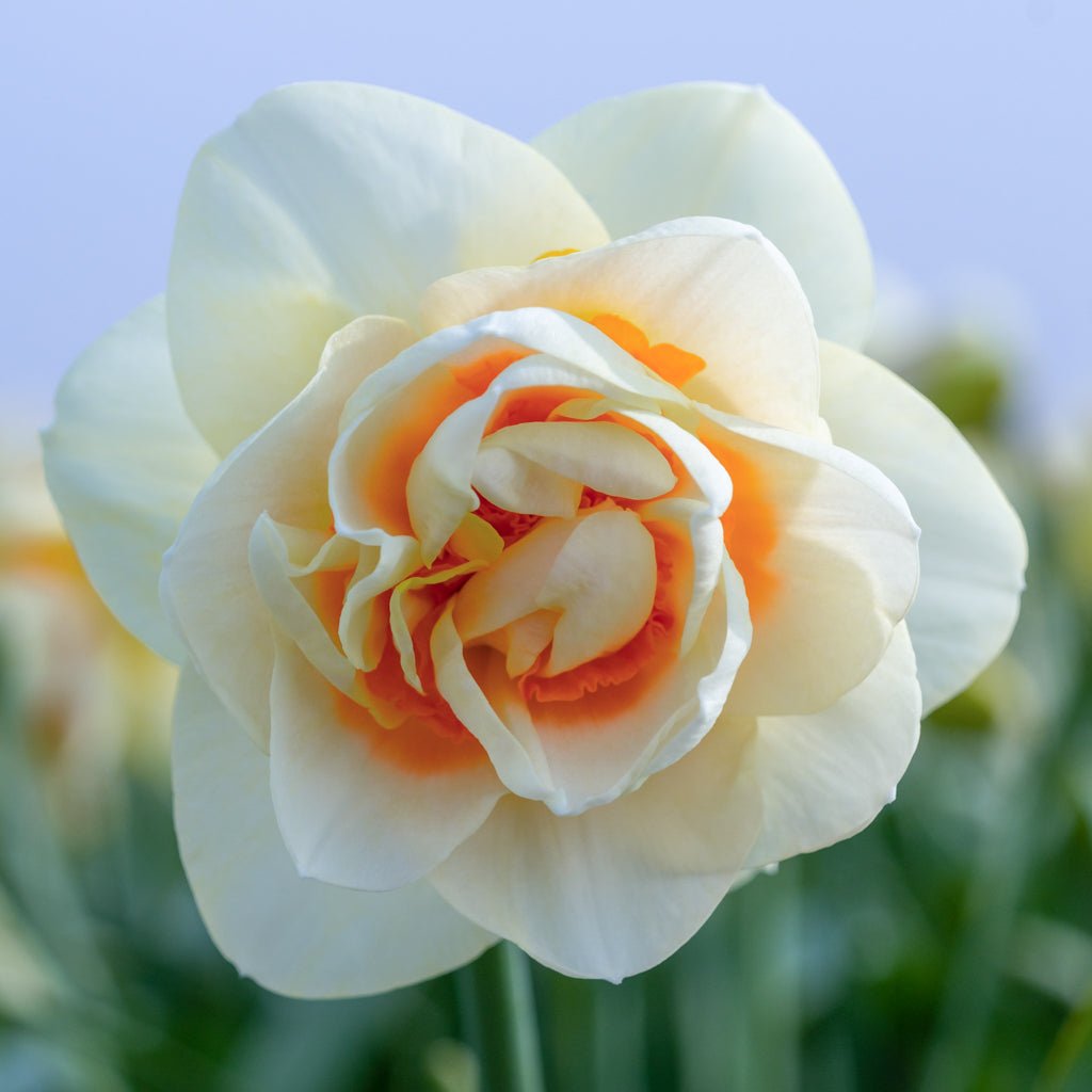 Gay Kybo - meerkleurige narcis - Fluwel