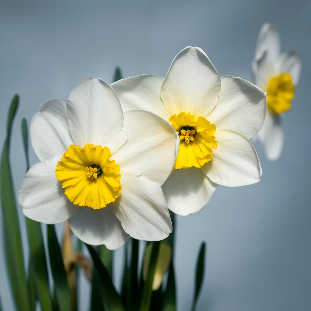 Ginto - wit-gele Small-cupped narcis - Fluwel