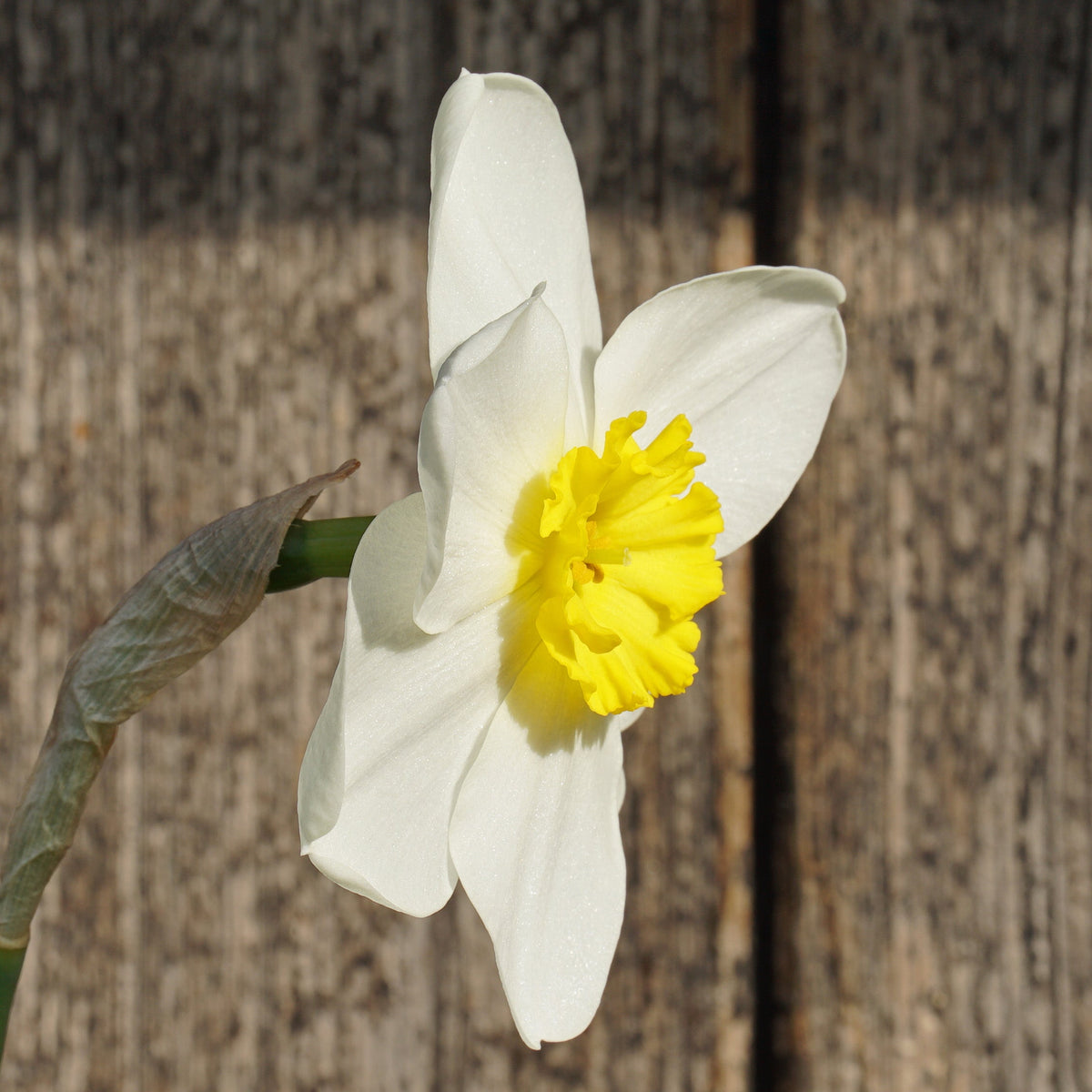 Ginto - wit-gele Small-cupped narcis - Fluwel