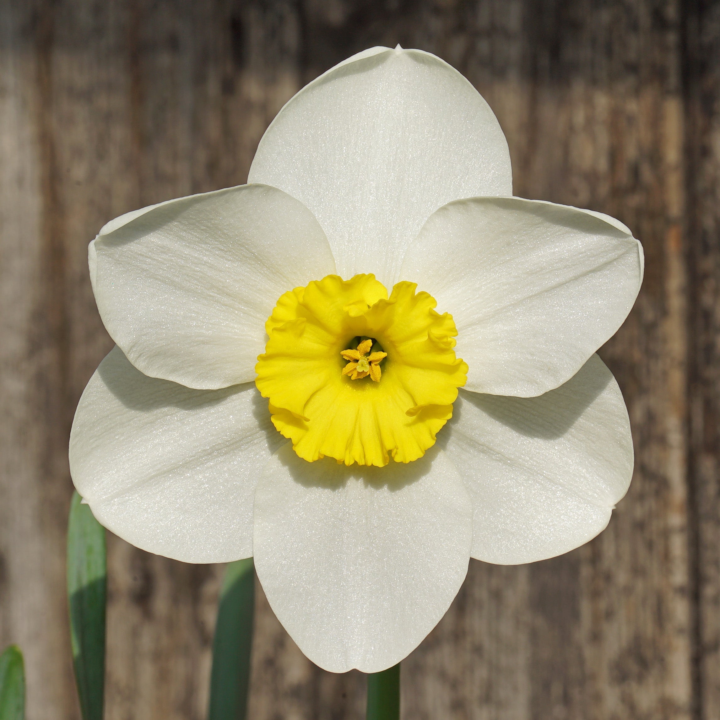 Ginto - wit-gele Small-cupped narcis - Fluwel