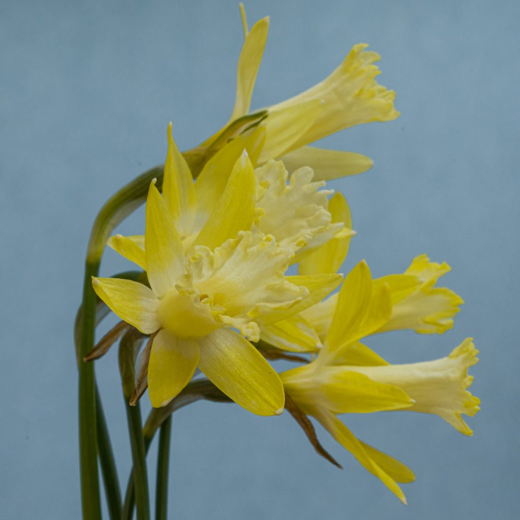 Gipsy Queen - gele Trumpet narcis - Fluwel