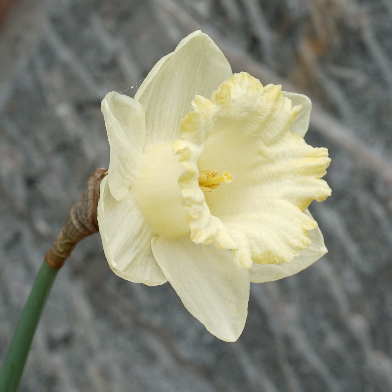 Gipsy Vale - Special Narcissus - Fluwel