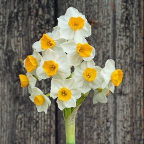 Gloriosus - Narcissus - Fluwel