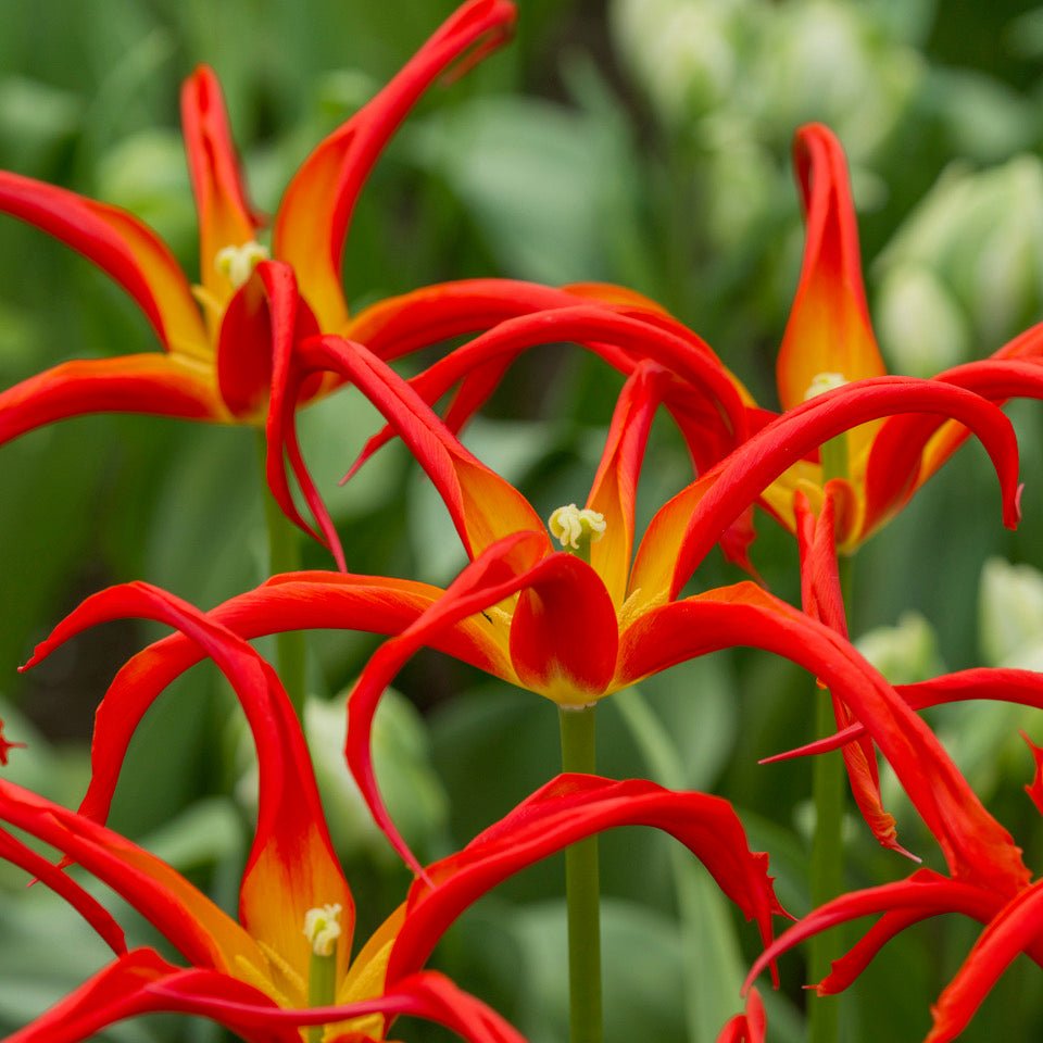 Go Go Red - Tulips - Fluwel