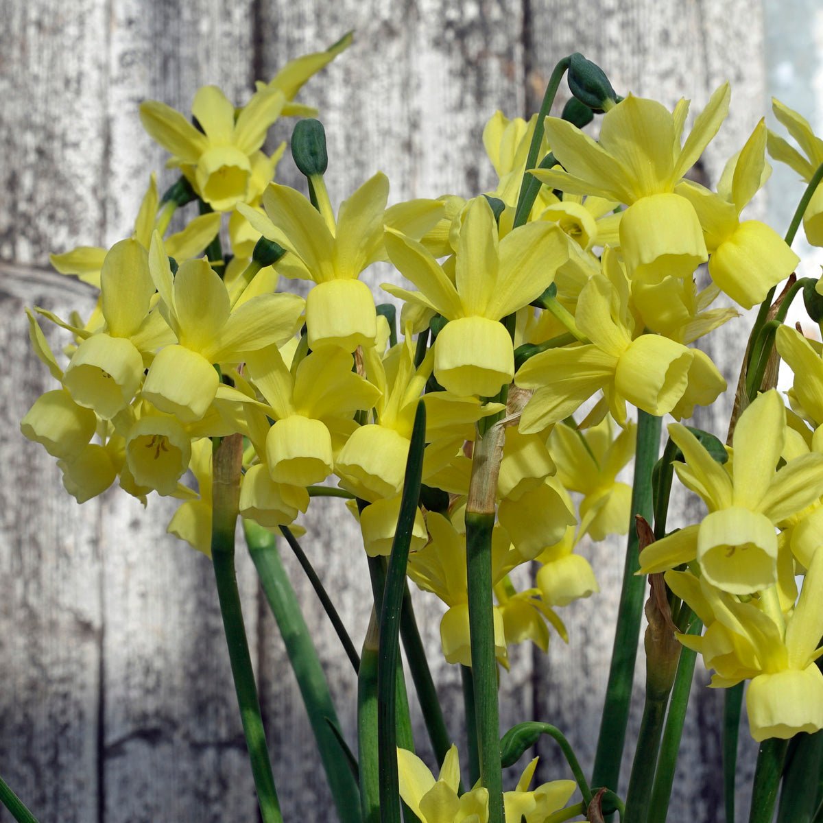 Golden Symphony - gele Triandrus narcis - Fluwel