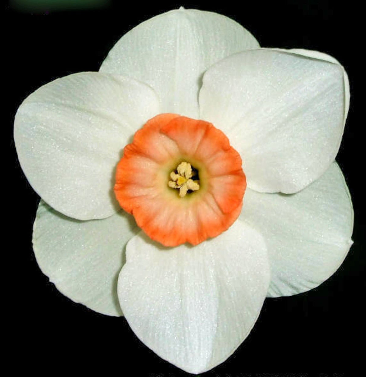 Good Faith - Small-cupped narcis - Fluwel