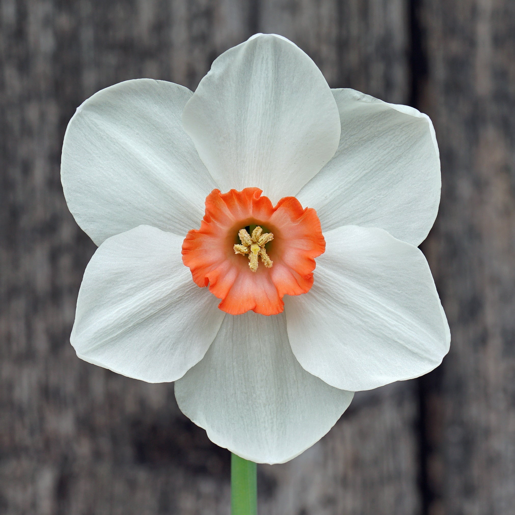 Good Faith - Small-cupped narcis - Fluwel