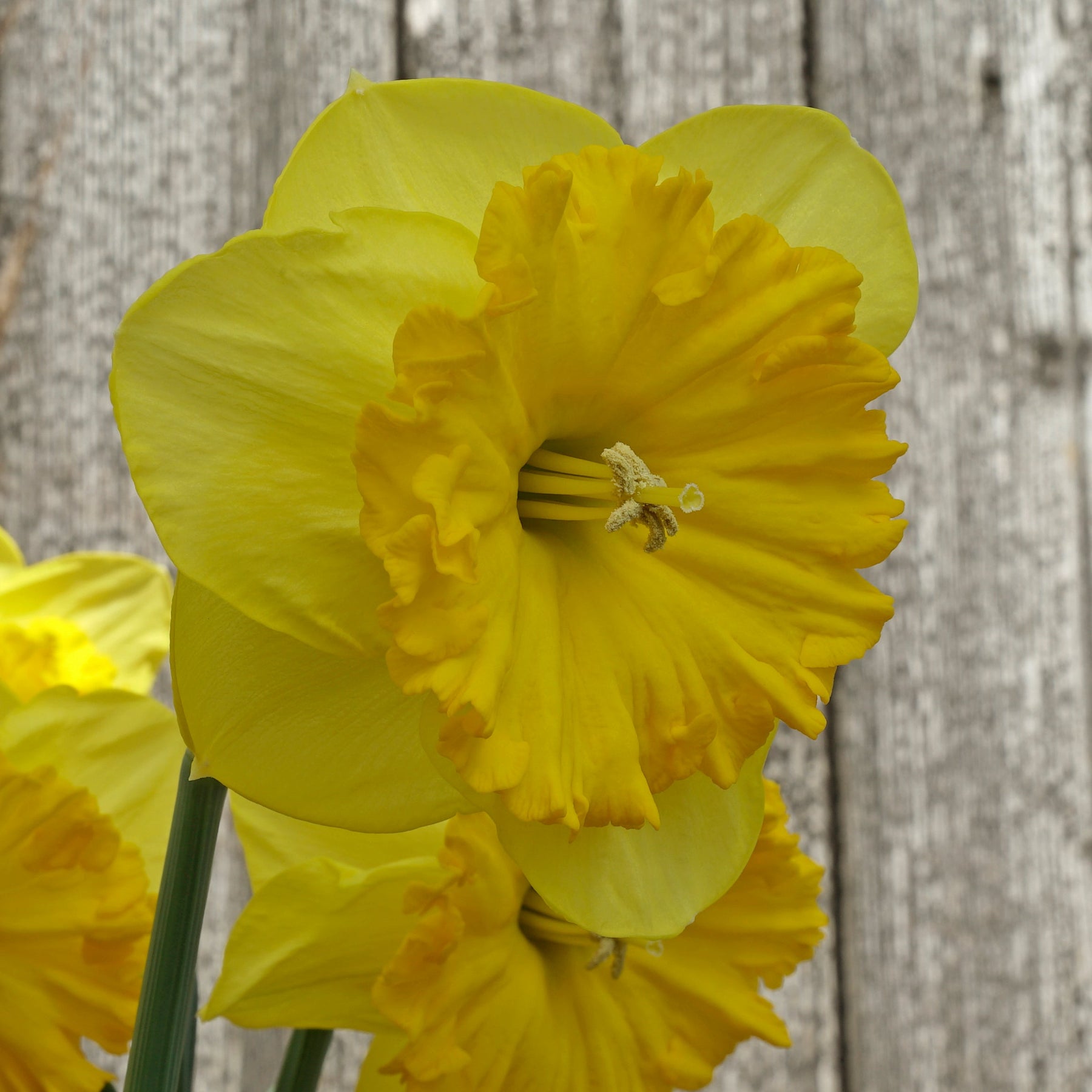 Goudgele Rakker - Special Narcissus - Fluwel