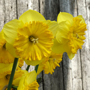 Goudgele Rakker - Special Narcissus - Fluwel
